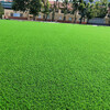 仿真人造草坪地毯荔城區塑料人工綠草皮市政綠化圍擋草坪地毯