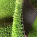 人造仿真假草坪东丽塑料绿色人工草皮墙面装饰草坪围挡