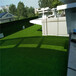 人造仿真草坪中方塑料绿色人工草皮建筑围墙围挡假草坪