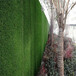 翠绿色1.0厘米建筑工地围挡塑料草坪黄冈墙面仿真草坪