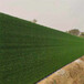 春草色20mm围墙装饰围挡草皮天门墙体绿色草坪