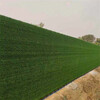 春草色20mm围墙装饰围挡草皮天门墙体绿色草坪