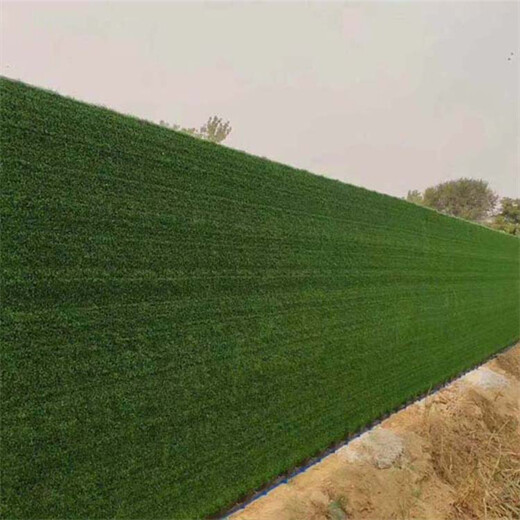 军绿色15mm楼盘装饰围挡草坪防尘网郓城施工围墙绿草坪