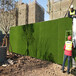 翠绿色1.5厘米工地围墙围挡人造草坪云龙区墙面草坪