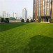 军绿色1.5cm广告外墙围挡草坪网云和背景墙假草坪