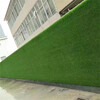 翠绿色15mm广告宣传围挡挂草皮通川区房地产草坪围墙