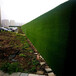 春草色3.0cm建筑外墙围挡景观草坪盘锦绿草坪围墙