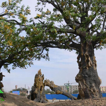 水泥假樹大門，水泥假山假樹，金華室內(nèi)假樹