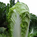 合肥肥西蔬菜配送价格调价信息安徽本地蔬菜配送中心