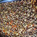 蘇州惠山食堂承包公司廠商學校蔬菜配送