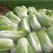 合肥肥东绿色蔬菜配送厂家供应