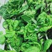 新沂公司食堂蔬菜配送哪里買(mǎi)