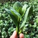 東莞洪梅鎮(zhèn)綠色蔬菜配送經(jīng)銷商