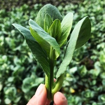 東莞萬江單位食堂配送行情價(jià)格