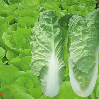 泰州泰興盒飯配送公司市場價格