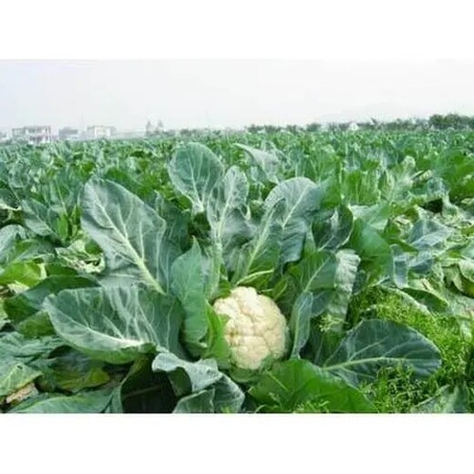 虹口绿色蔬菜配送公司的价格上海农副产品配送