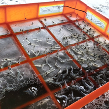 南美对虾养殖，连云港海顺水产对虾养殖基地