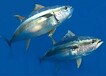 分享一下黃鰭金槍魚進口清關(guān)報關(guān)流程吧