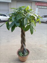 南寧綠植租擺養(yǎng)護(hù)公司圖片
