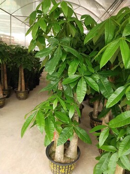 南寧匯成園藝室內(nèi)綠植盆景綠植出租租賃基地直批