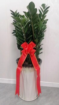 南寧綠植租賃公司