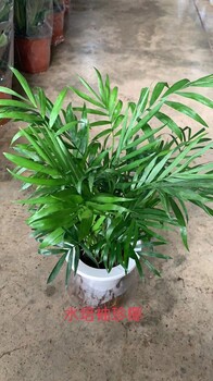 南寧匯成園藝室內(nèi)綠植盆景綠植出租租賃基地直批