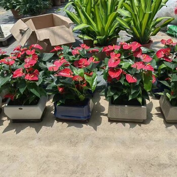 南寧青秀區(qū)室內花卉盆景盆栽綠植出租找匯成園藝