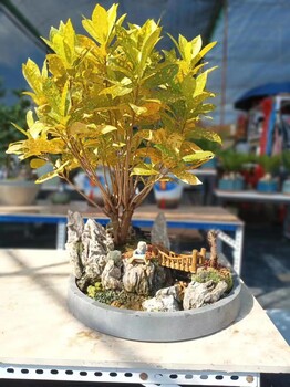 南寧興寧區室內綠植盆栽盆景租賃基地直批找匯成園藝