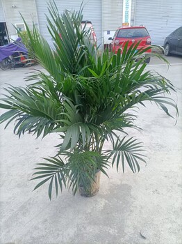 南寧江南區(qū)辦公樓室內(nèi)出租各種綠植盆景盆栽批發(fā)匯成園藝