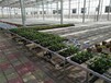 定制热镀锌网潮汐苗床移动苗床温室花卉蔬菜种植