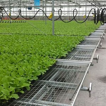 溫室大棚育苗中花卉蔬菜育苗床供應(yīng)航迪苗床
