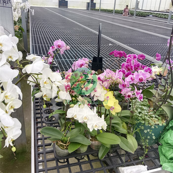 航迪熱鍍鋅移動式苗床可根據(jù)溫室尺寸定制