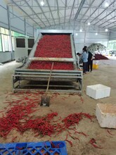 德阳市带式辣椒烘干机设备A带式辣椒烘干机生产厂家