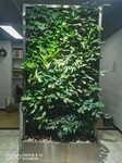 立体绿化植物墙