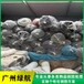 廣州番禺區過期冷凍肉類報廢公司文件銷毀中心