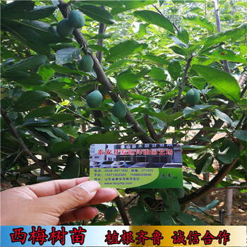 四川卯爺西梅苗栽植技術(shù)