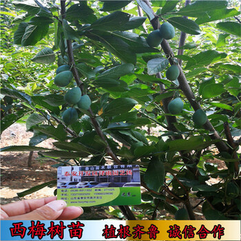 理查德早生西梅苗1-2年苗根系好,山東哪里有