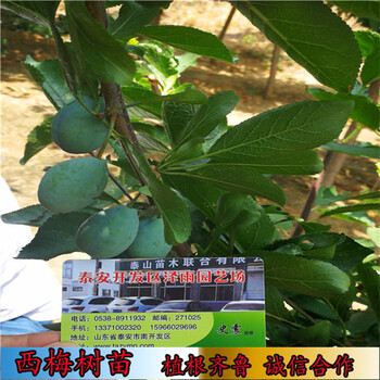 河北優(yōu)系大果法蘭西西梅苗,供應(yīng)接穗2萬條