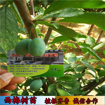 河北優(yōu)系大果法蘭西西梅苗,供應(yīng)接穗2萬條