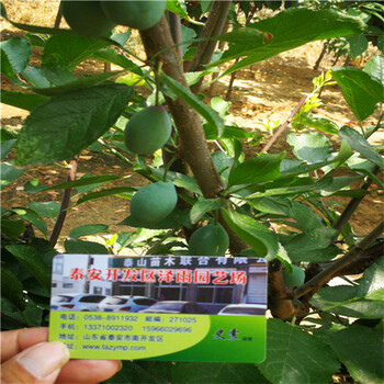 大西梅苗直接發(fā)苗,福建基地基地哪里