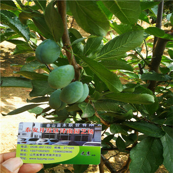 臺灣法蘭西優系西梅苗,栽植技術