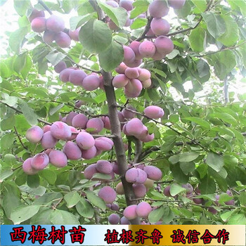 臺灣法蘭西優系西梅苗,栽植技術