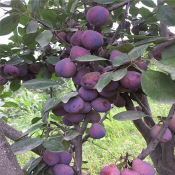 臺灣法蘭西優系西梅苗,栽植技術
