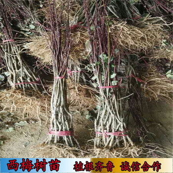卯爺西梅苗野酸梅砧木苗嫁接,海南哪里賣(mài)