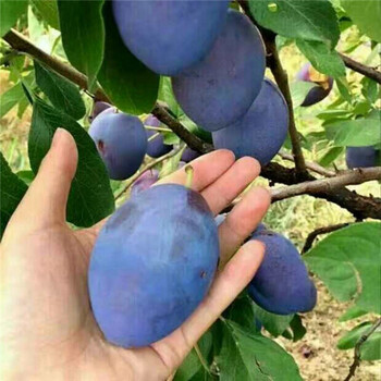 四川卯爺西梅苗栽植技術(shù)