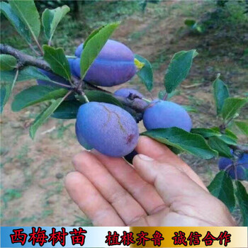 蓝蜜西梅苗广西苗圃价格,阿巴特梨树苗