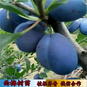 藍(lán)蜜西梅苗澳門供應(yīng)價(jià)格,玉露香梨樹苗
