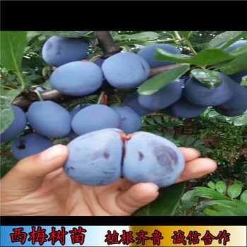 3公分塔爾瑪西梅樹苗,毛桃砧木