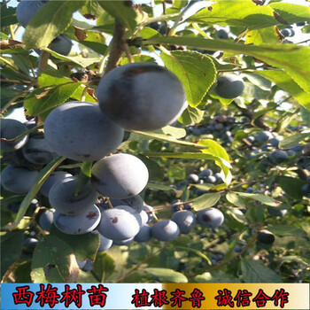 理查德早生西梅苗直接發(fā)苗,廣西基地基地哪里