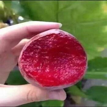 藍(lán)蜜西梅苗貴州供應(yīng)廠家,新玉早蜜梨樹苗